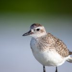 蓝导航 发布页 ozgh8c65